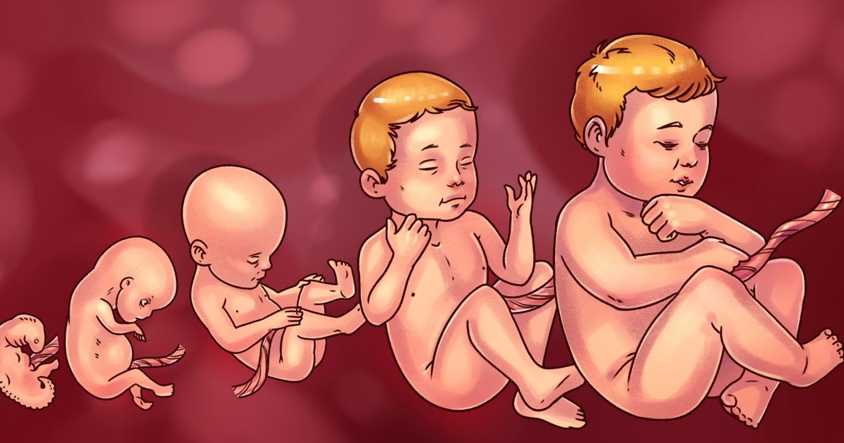 Which Foods Pregnant Women Need to Eat Week by Week to Have a Healthier Baby Which Foods Pregnant Women Need to Eat Week by Week to Have a Healthier Baby