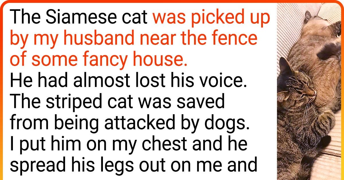 20+ Animals Who Almost Lost Hope but Luckily Found Their Loving Human 20+ Animals Who Almost Lost Hope but Luckily Found Their Loving Human