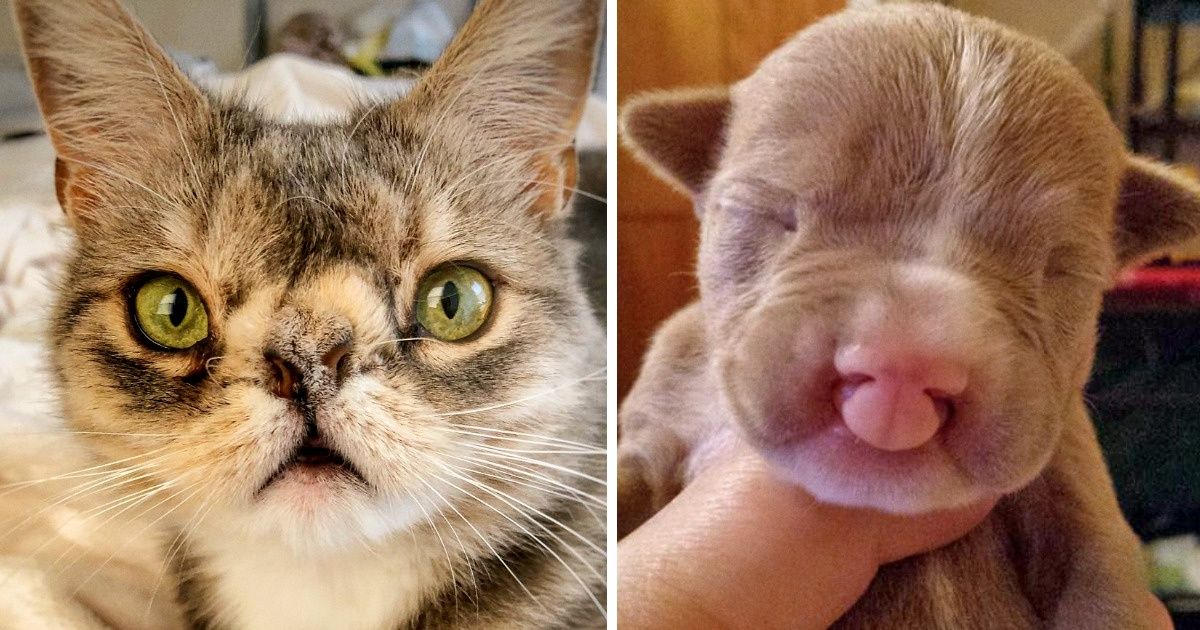 12 Animals That Are So Unique, They Conquered Our Hearts With Their Perfect Imperfections 12 Animals That Are So Unique, They Conquered Our Hearts With Their Perfect Imperfections