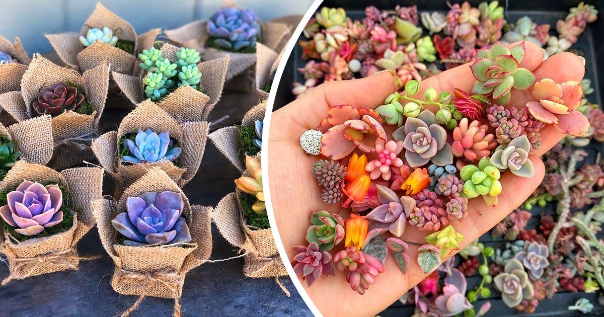 These Are Baby Succulents, and They Are Equally Good for Your Health and Soul These Are Baby Succulents, and They Are Equally Good for Your Health and Soul