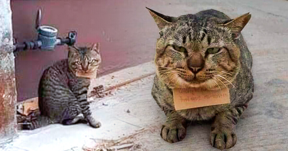 A Missing Cat Returns With a Note Around Its Neck, and the Story Takes an Unexpected Twist A Missing Cat Returns With a Note Around Its Neck, and the Story Takes an Unexpected Twist