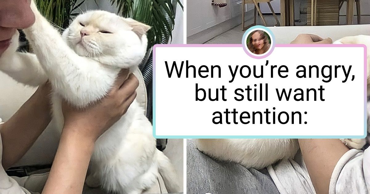 15 Pets Whose Charm Can Knock You Right Off Your Feet