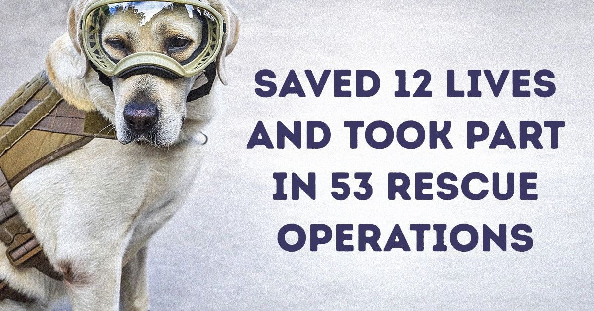10 Police Dogs Who Put Their Paws to Work to Keep Us Safe 10 Police Dogs Who Put Their Paws to Work to Keep Us Safe