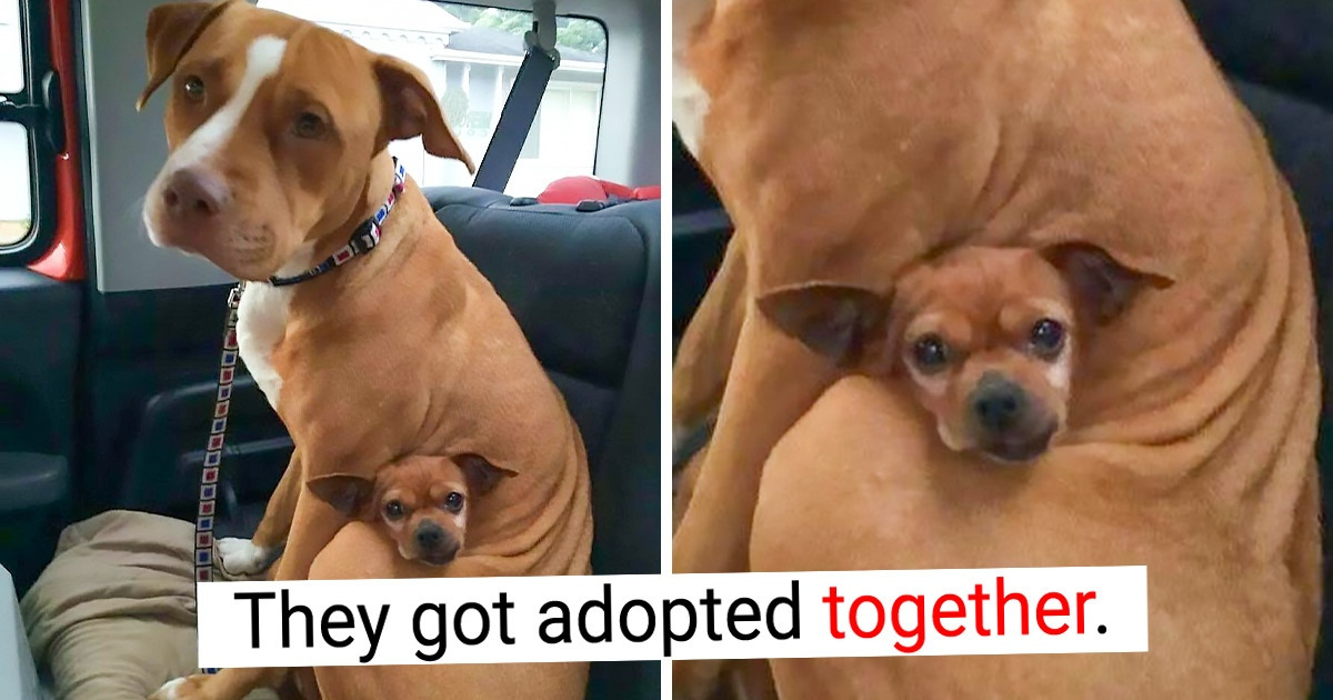 17 Photos That Can Deliver a Fountain of Smiles Today 17 Photos That Can Deliver a Fountain of Smiles Today