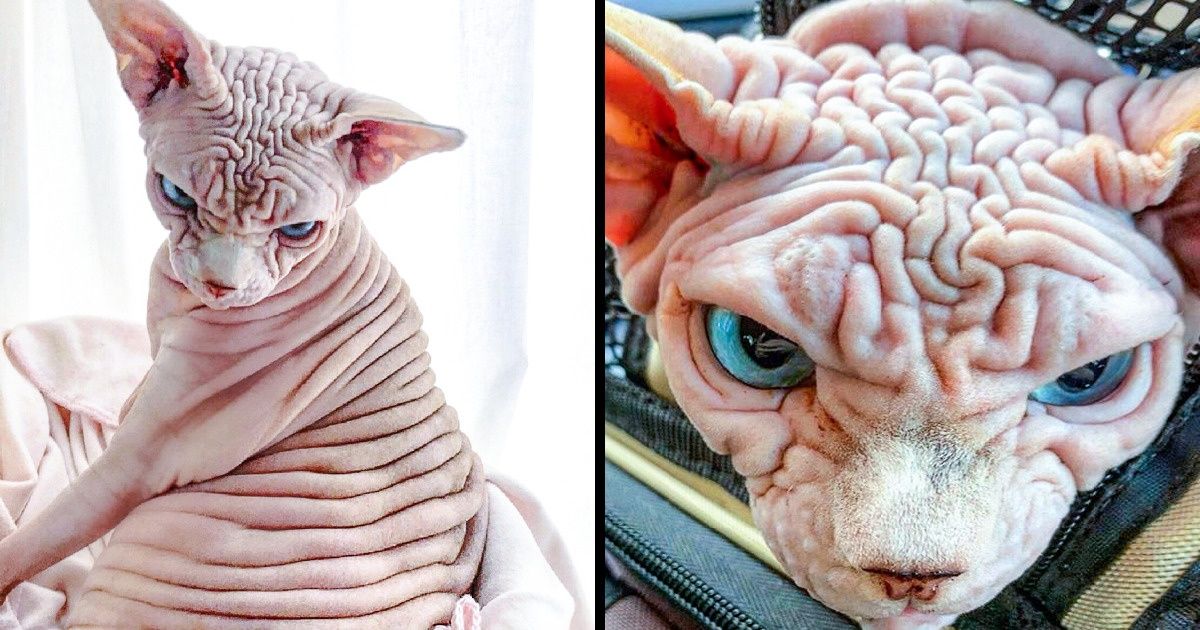 25+ Animals Who Tried to Be Angry but Made Us Go Awww Instead