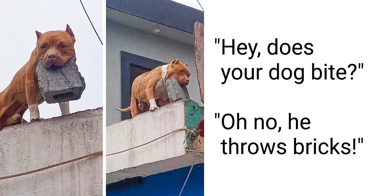 20+ Pics That Prove Life With Animals Is Never Boring