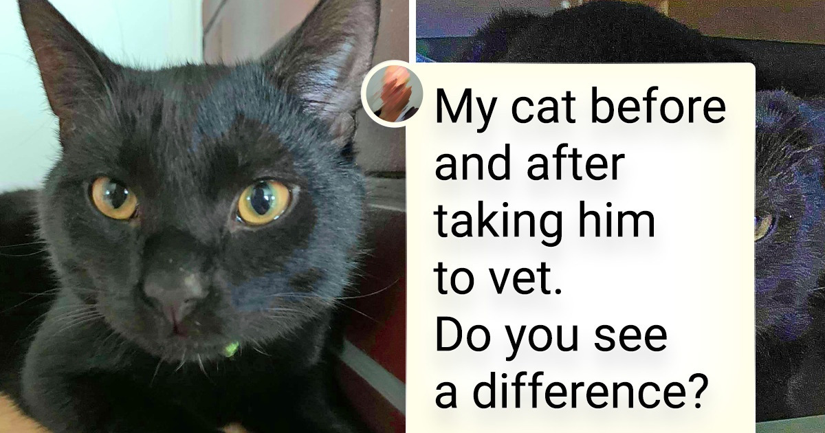 16 Photos That Prove There Are No Cuter Patients Than Pets