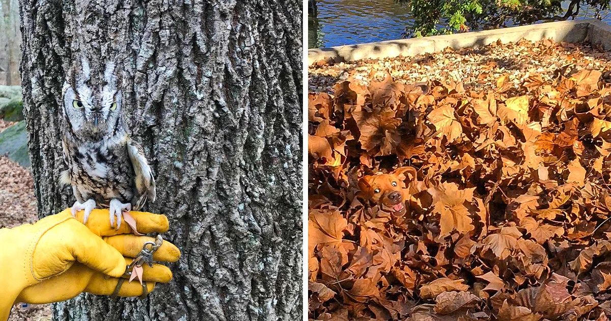 20 Animals Who Are Masters of Hide and Seek. Try to Find Them All