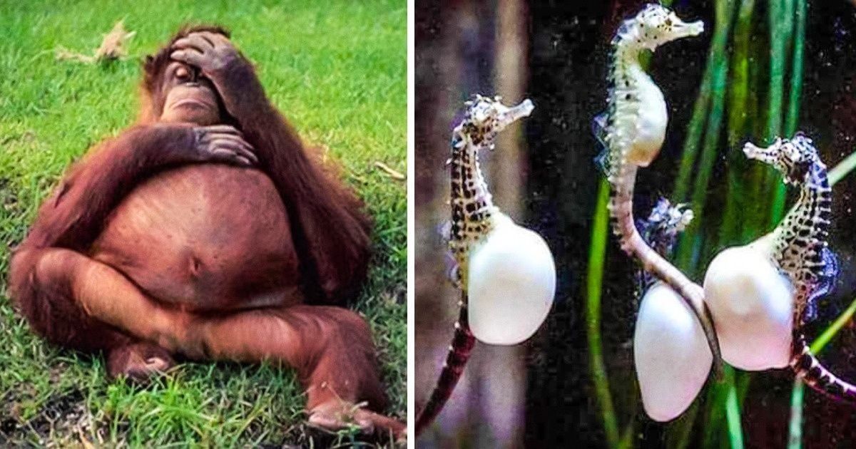 How 20 Animals Look Before Giving Birth (New Pics)
