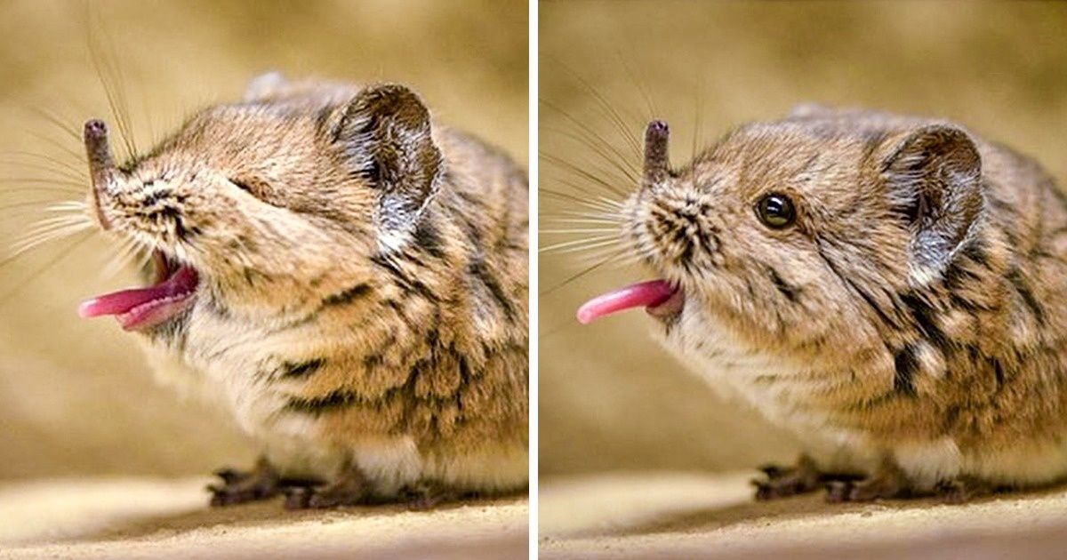 17 Animals That Couldn’t Come to an Agreement With Genetics
