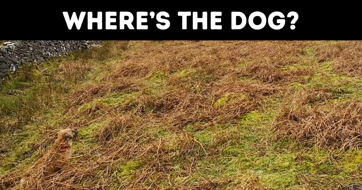 Test If You Can Really Trust Your Eyes by Finding the 8 Hidden Doggos Test If You Can Really Trust Your Eyes by Finding the 8 Hidden Doggos
