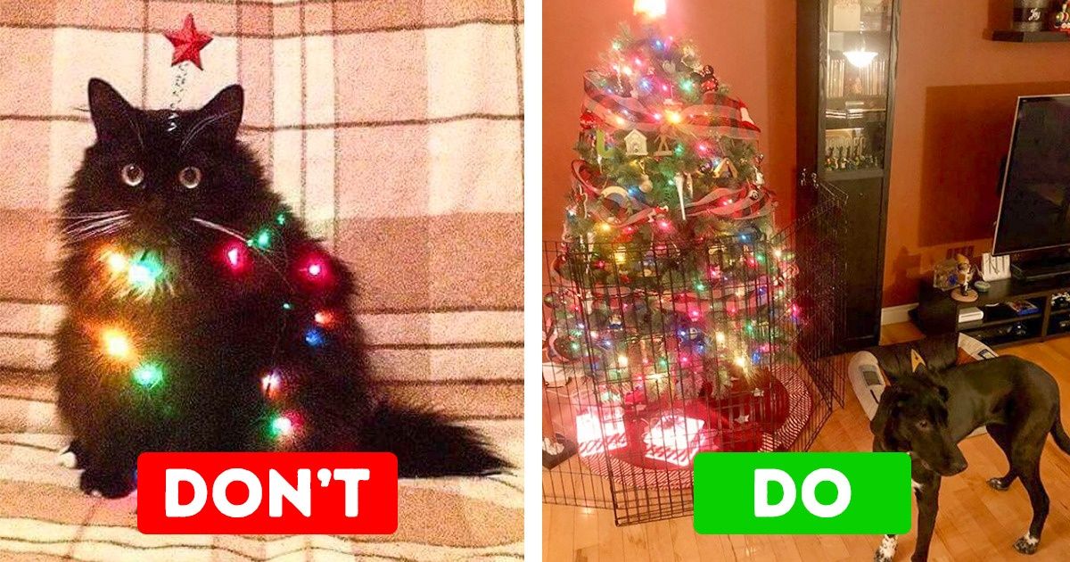 15 Christmas Dangers Every Pet Owner Should Be Aware Of 15 Christmas Dangers Every Pet Owner Should Be Aware Of