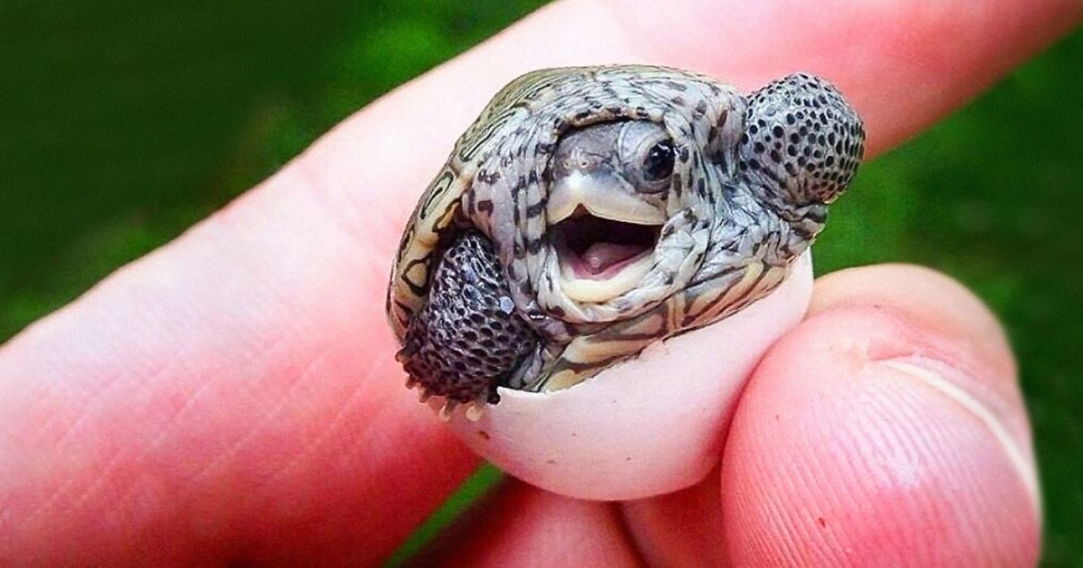 15 Baby Animals That Will Melt Even the Coldest Heart