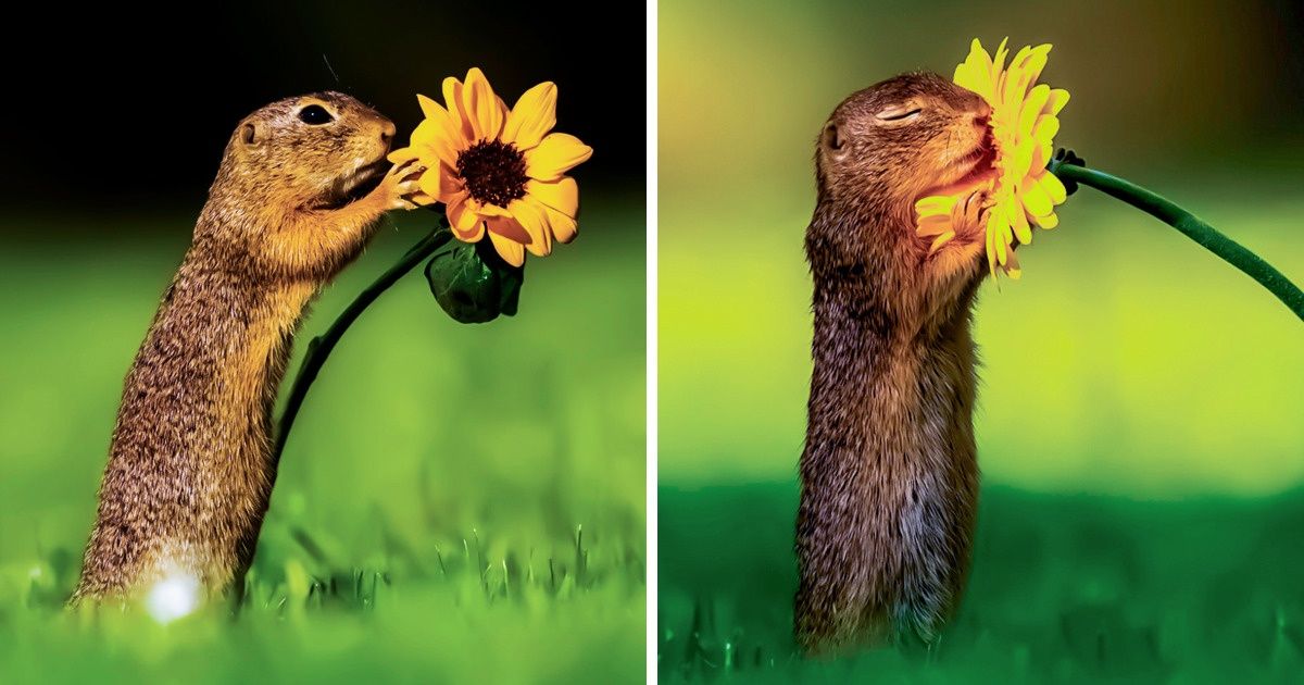 18 Unique Animal Photos That Show Their Life From a Different Angle 18 Unique Animal Photos That Show Their Life From a Different Angle