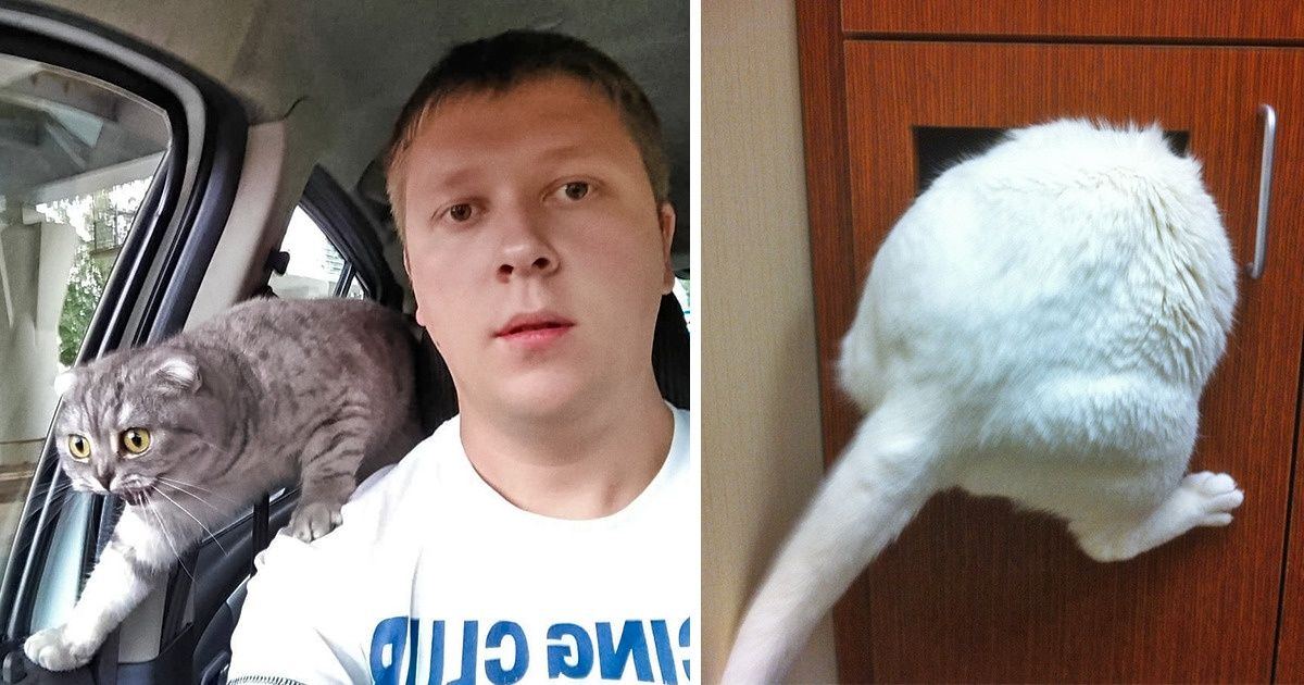 26 Desperate Animals That Are Against Going to the Vet