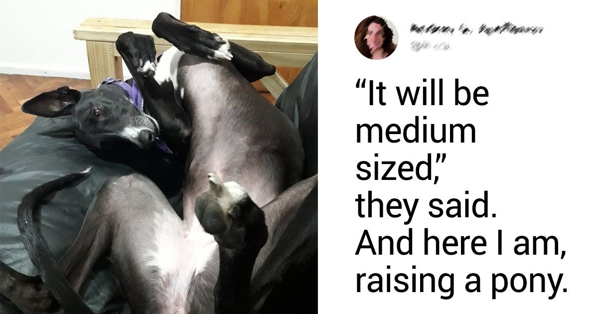 20+ Internet Users Who Can Laugh About Times They Were “Cheated” When It Came to Their Pet’s Breed 20+ Internet Users Who Can Laugh About Times They Were “Cheated” When It Came to Their Pet’s Breed