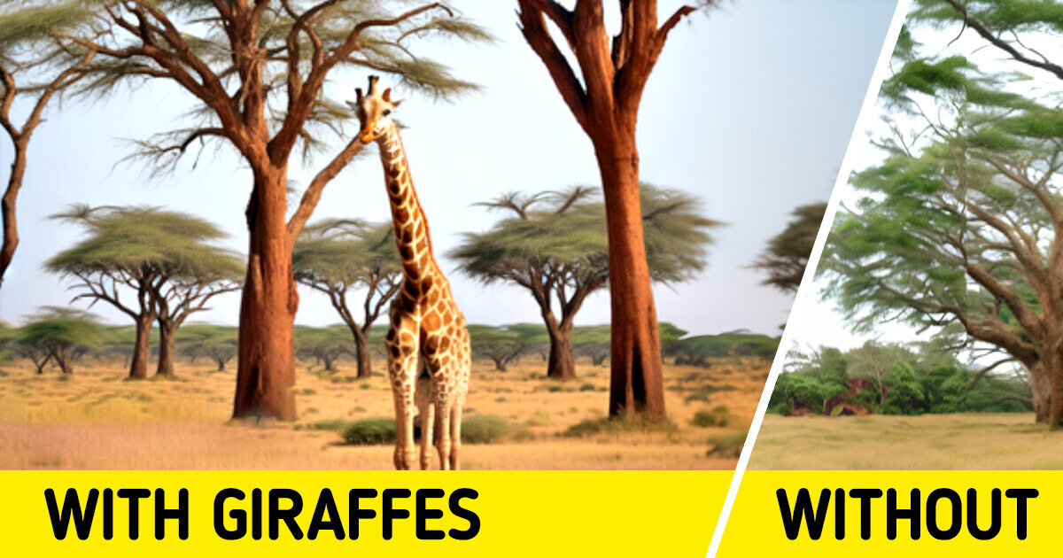 Giraffes Could Soon Be Extinct. Here's What We Can Do Giraffes Could Soon Be Extinct. Here's What We Can Do