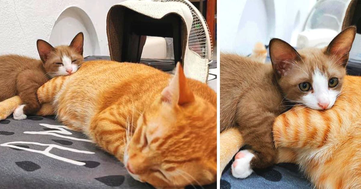 20 Clingy Pets Who Couldn’t Spend a Second Without Their Loved Ones