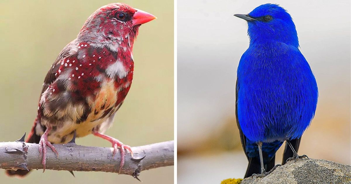 14 Unique Birds That Can Stun You With Their Beauty 14 Unique Birds That Can Stun You With Their Beauty