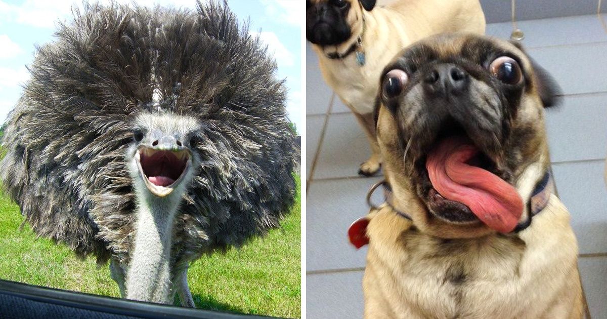 25 Pets Who Are on a Mission to Make Our Day Brighter