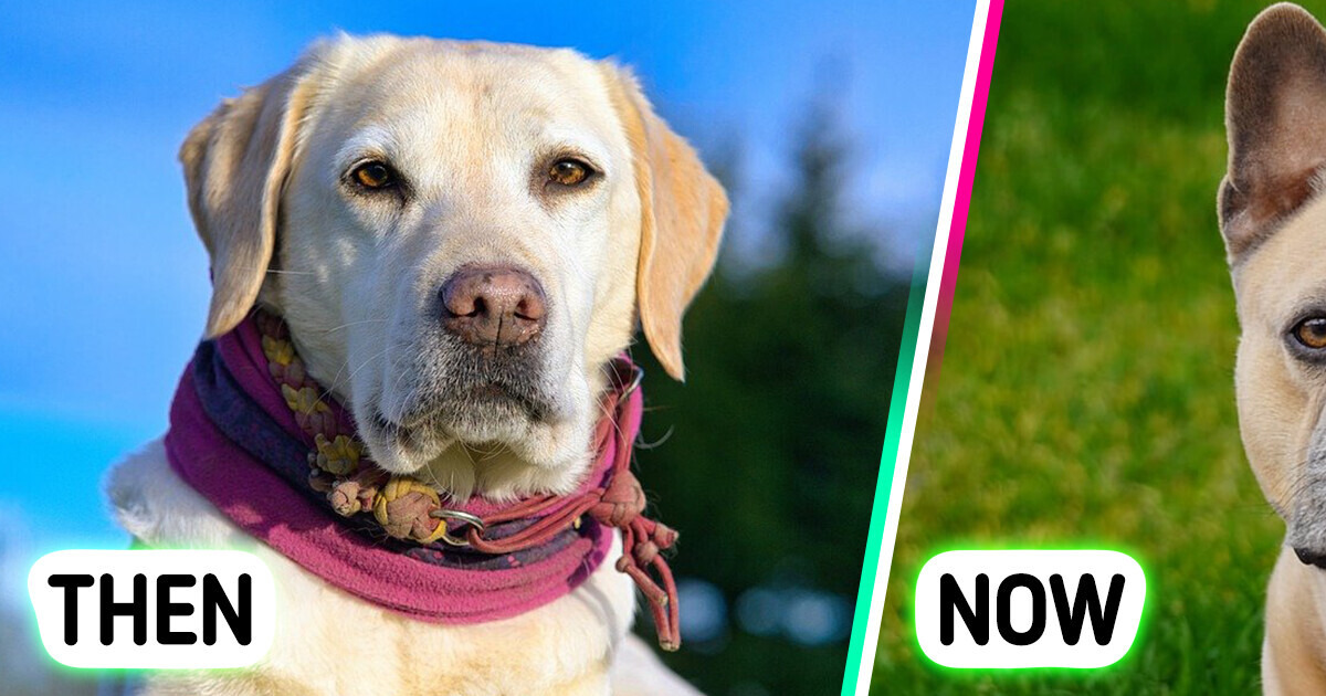 Move Over, Labradors. America Finally Chooses a New Favorite Dog Move Over, Labradors. America Finally Chooses a New Favorite Dog