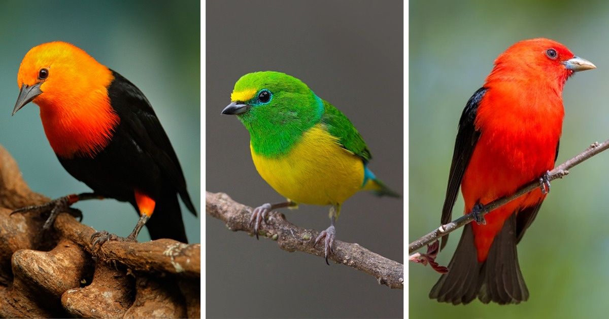 From Scarlet to Glistening-Green: Meet the Birds Whose Names Do Them Complete Justice