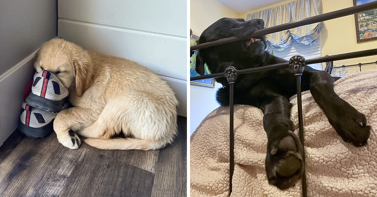 10 sweet puppies who take the art of Sleep-Fu to a whole new level