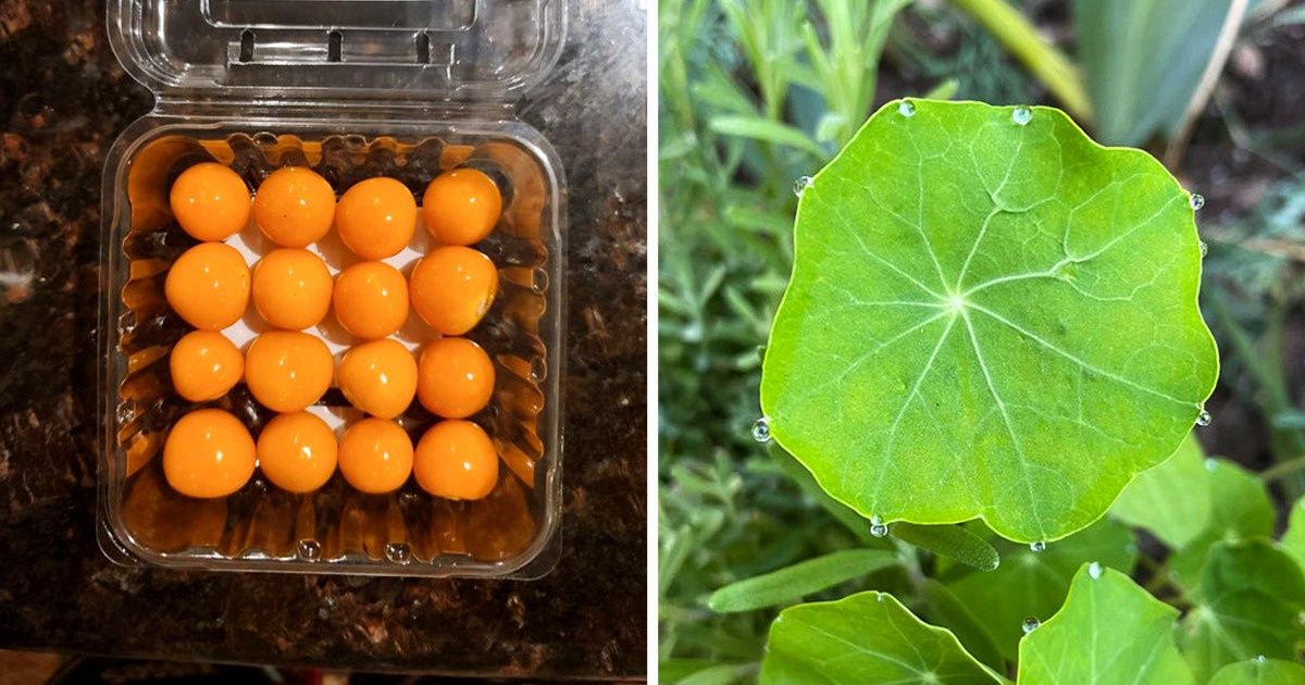 19 Times Nature Proved to Be the Master of Perfection