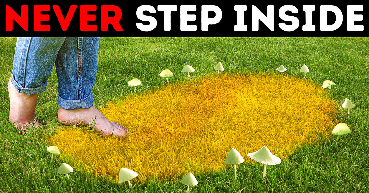 Why Mushrooms Grow in Circles and 14 Phenomena That Defy All Logic Why Mushrooms Grow in Circles and 14 Phenomena That Defy All Logic