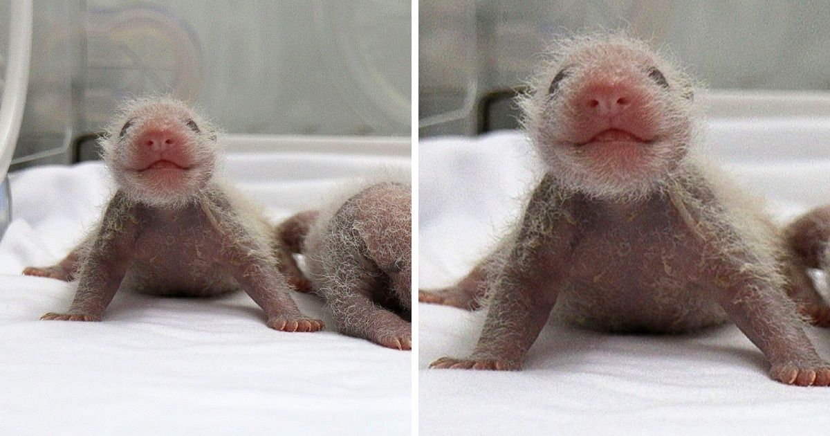 18 Baby Animals That Will Give You Instant Heart Eyes 18 Baby Animals That Will Give You Instant Heart Eyes