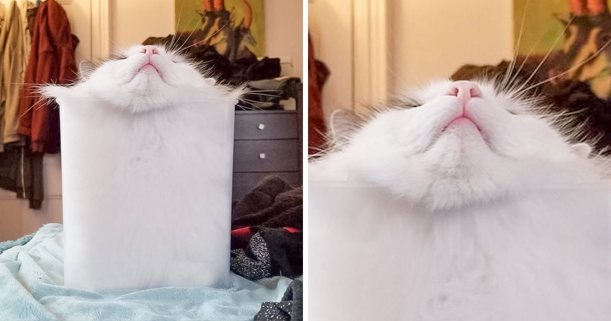 15 Photos That Prove Cats Are Liquid