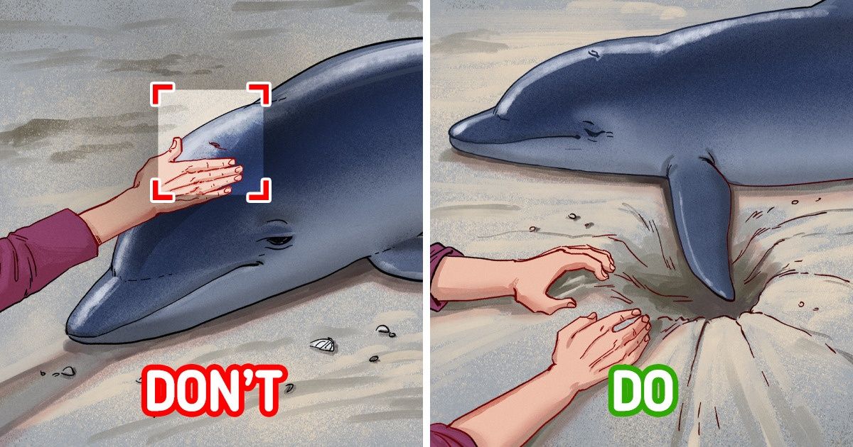 How You Can Save 7 Types of Injured Animals: Crucial Steps How You Can Save 7 Types of Injured Animals: Crucial Steps