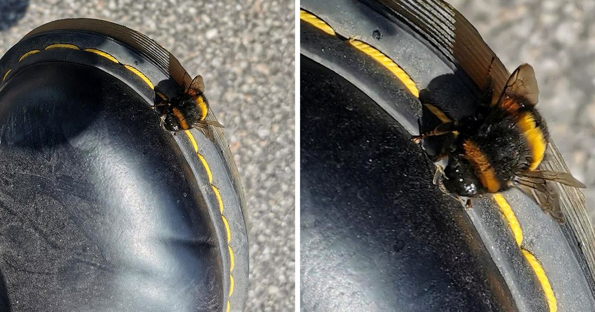 20 Pics That Will Bring Peace to Your Inner Perfectionist 20 Pics That Will Bring Peace to Your Inner Perfectionist