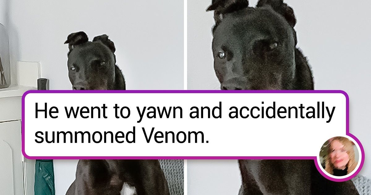 14 Perky Pets That Can Make Your Heart Jump Out of Your Boots 14 Perky Pets That Can Make Your Heart Jump Out of Your Boots