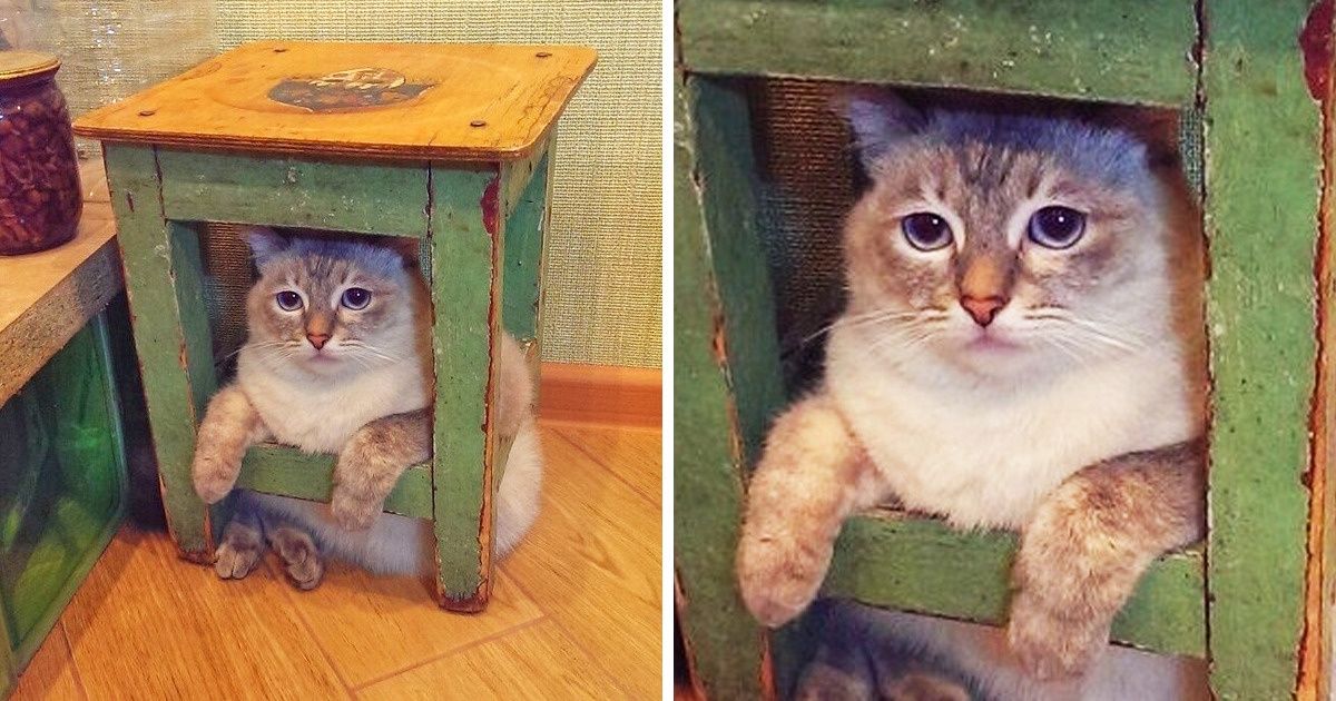 20 Animals That Know Everything About Awkward Situations 20 Animals That Know Everything About Awkward Situations
