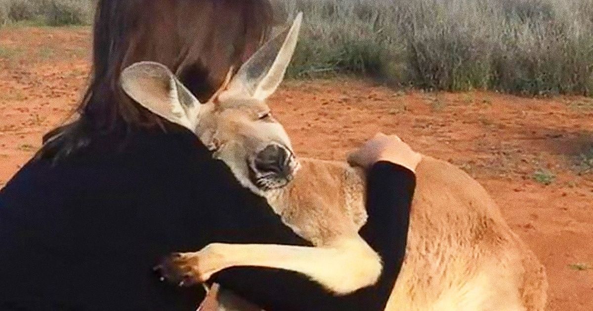 A Kangaroo Can't Stop Hugging the Volunteers Who Saved Her Life, and the Video Will Melt Your Heart / Bright Side