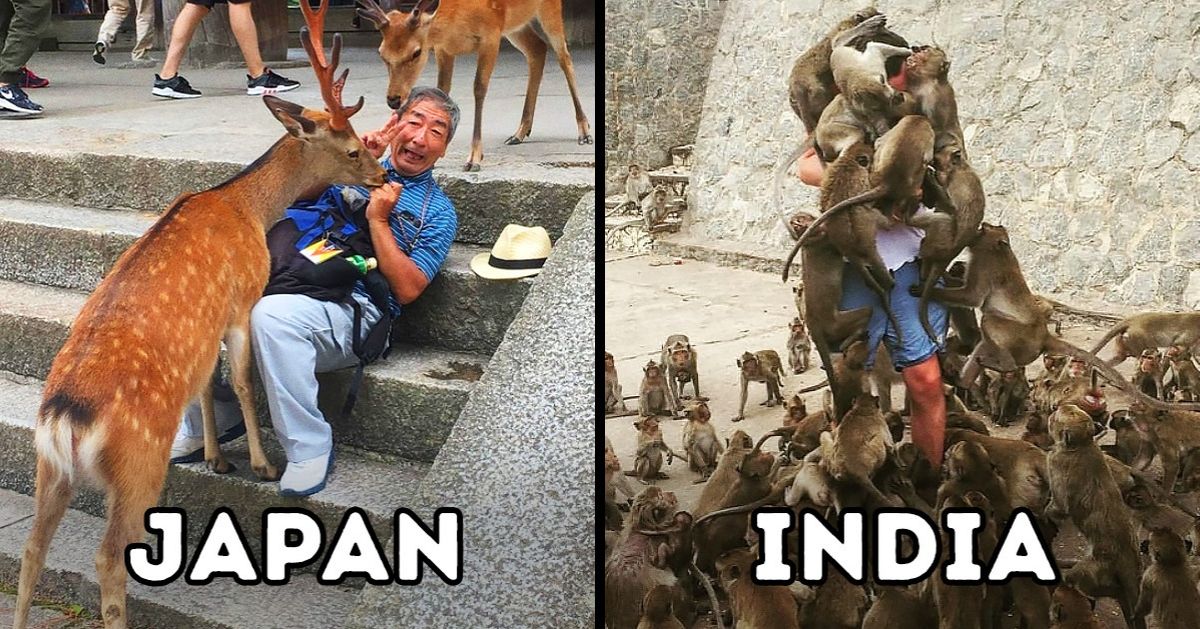 15 Photos That Show Each Country Has Its Own Kind of “Pigeons” 15 Photos That Show Each Country Has Its Own Kind of “Pigeons”