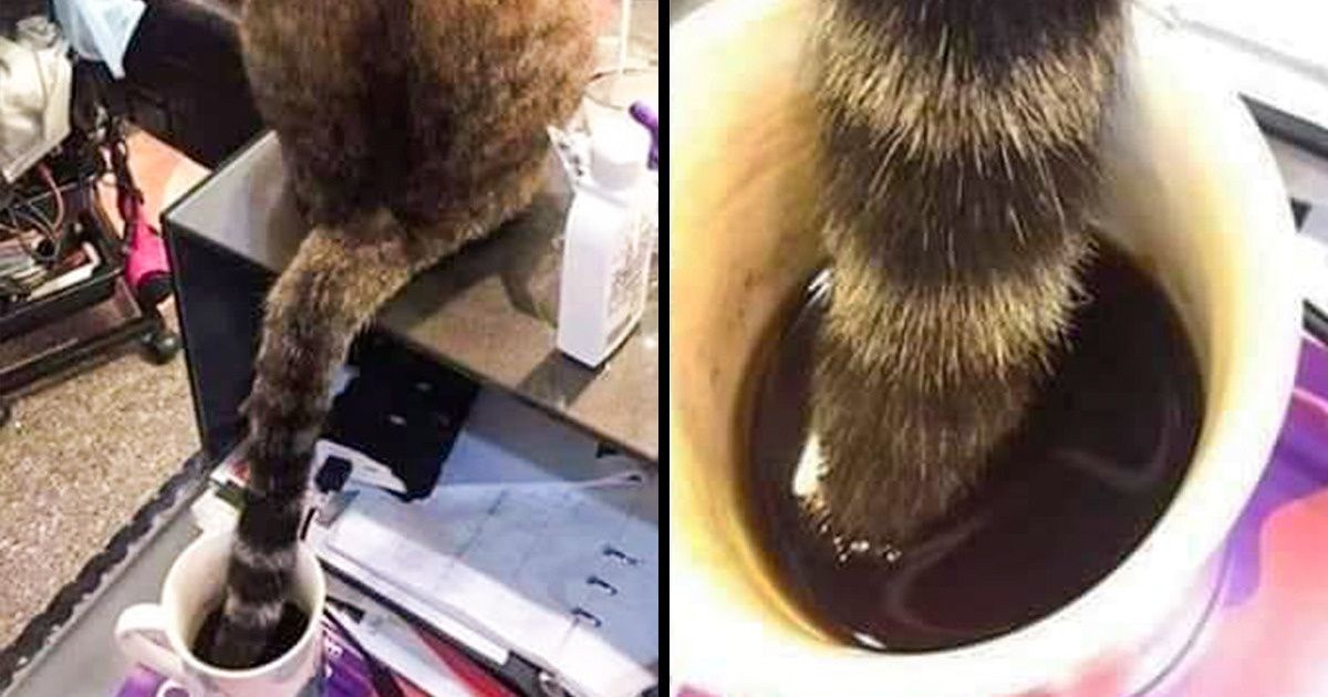 18 Times Our Pets Forgot What Good Manners Looked Like