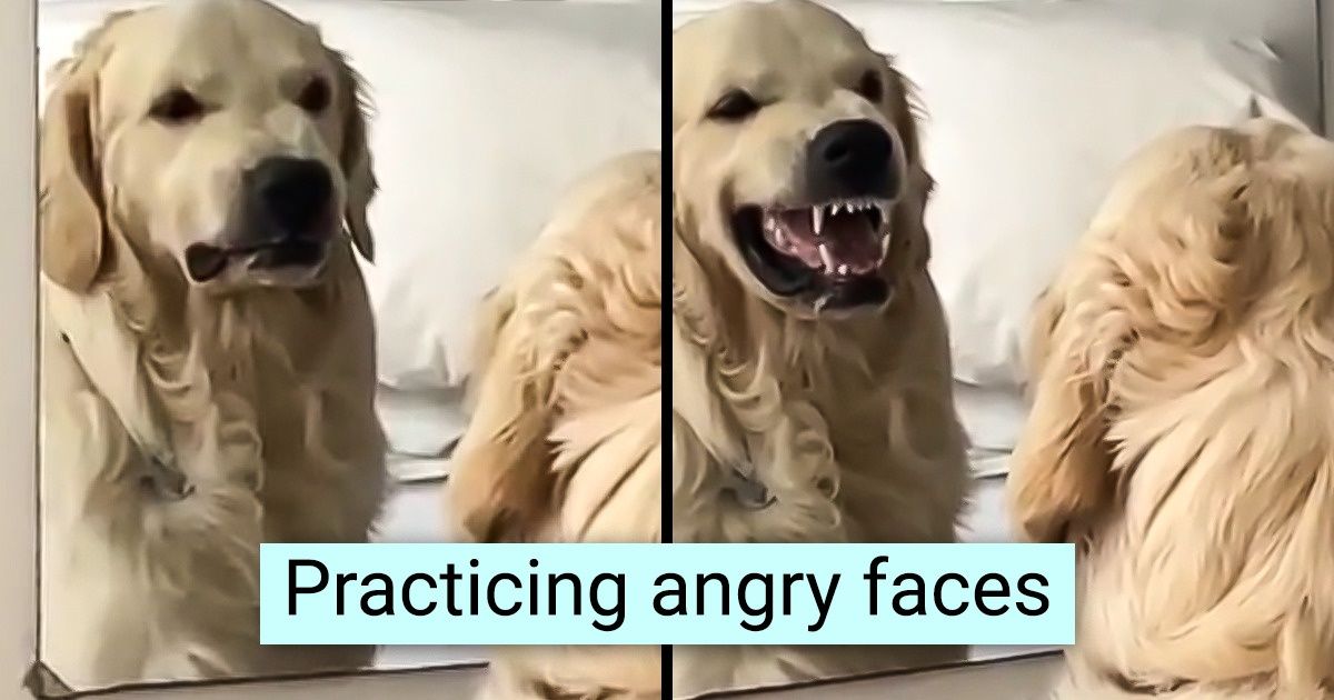20 Times Our Little Buddies Got Busted Doing Something Too Human