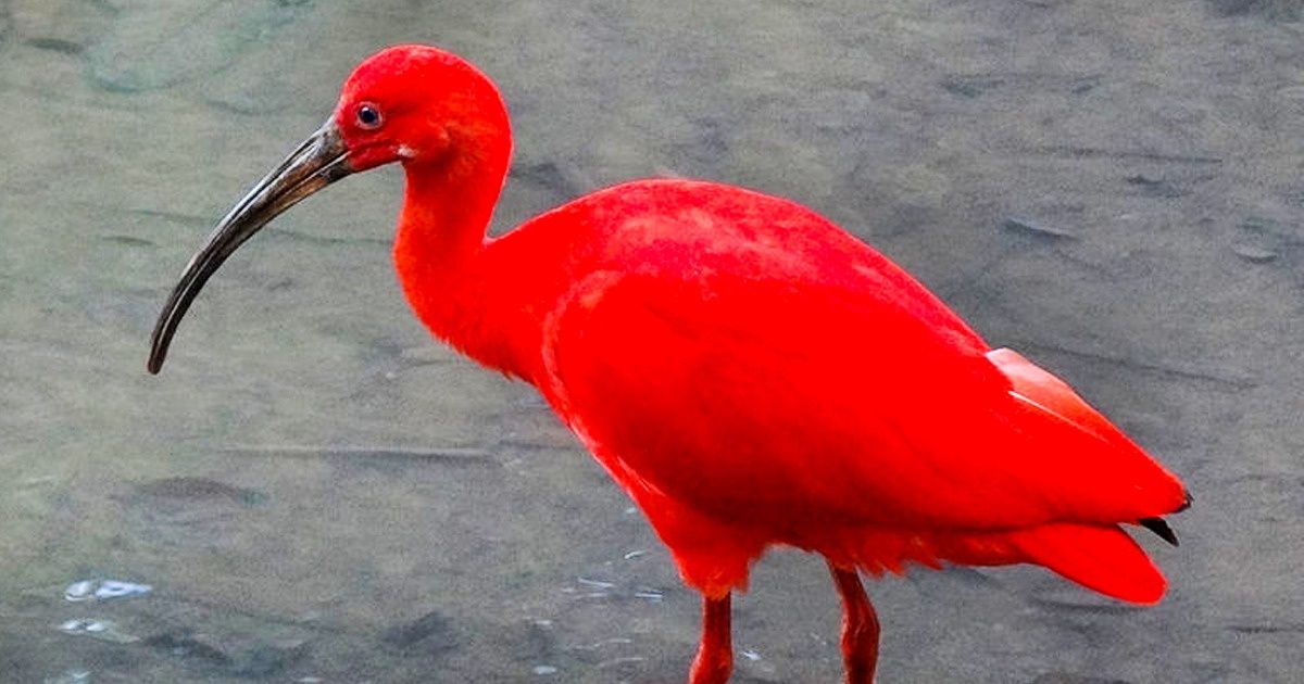 20 Exotic Birds That Seem to Have Come From Another Planet