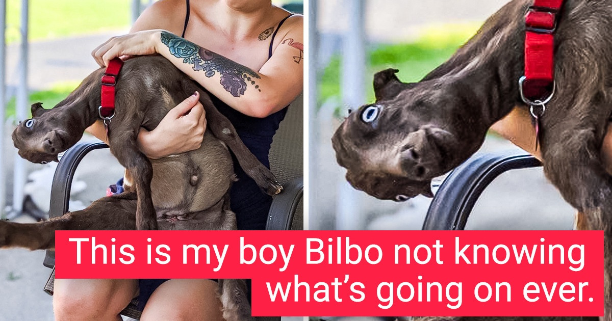 17 Goats Whose Personalities Are Too Complex for Us to Handle