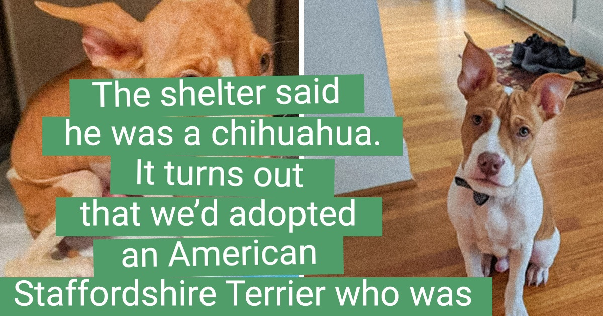 15+ People Who Couldn’t Pass By Homeless Animals and Gave Them a New Life 15+ People Who Couldn’t Pass By Homeless Animals and Gave Them a New Life