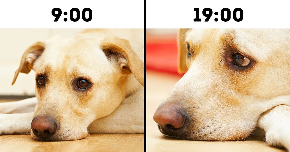 10 Crucial Mistakes That Shorten Our Pets’ Lives 10 Crucial Mistakes That Shorten Our Pets’ Lives