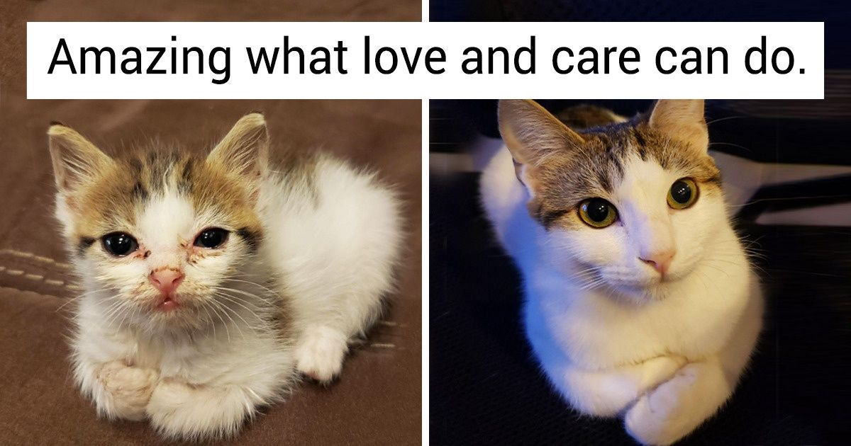 21 Photos That Show How Priceless It Is to Give Homeless Animals a New Life 21 Photos That Show How Priceless It Is to Give Homeless Animals a New Life