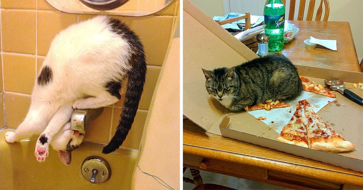 30 Photos of Cats and Dogs to Make You Forget About Everything 30 Photos of Cats and Dogs to Make You Forget About Everything