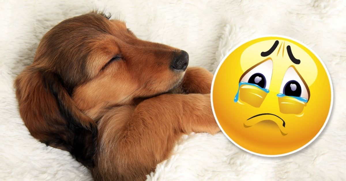 Scientists Have Found Out What Dogs Dream About, and It Moved Us to Tears Scientists Have Found Out What Dogs Dream About, and It Moved Us to Tears