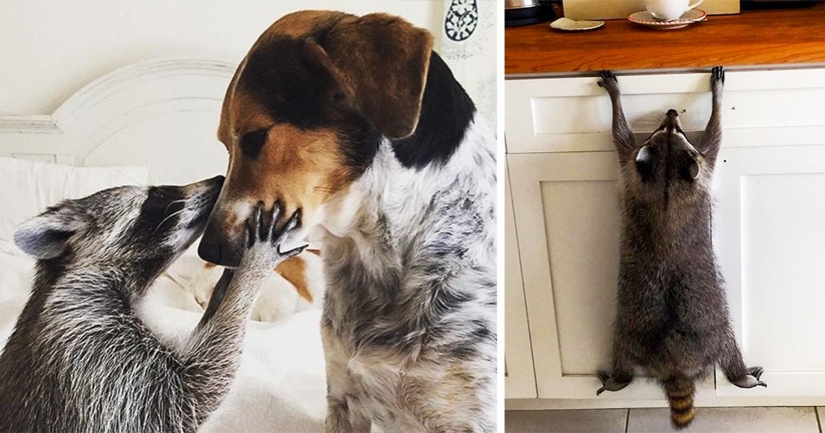 This cute little raccoon lives side by side with two dogs — and now thinks it’s one of them