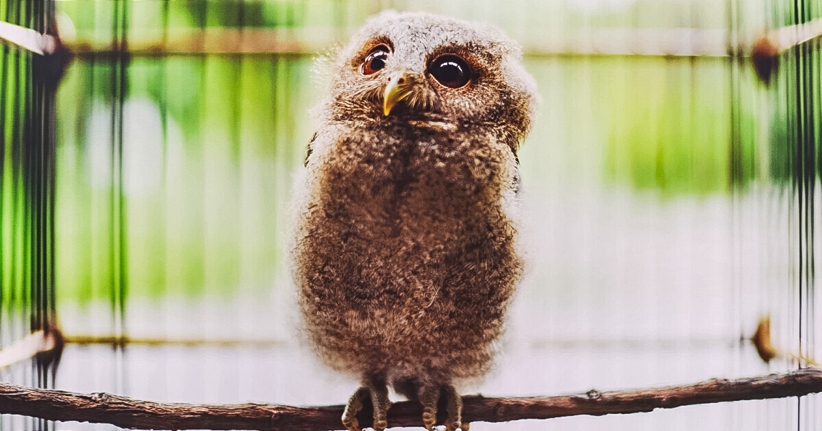 The 10+ Greatest Owl Pictures You’ll Ever See