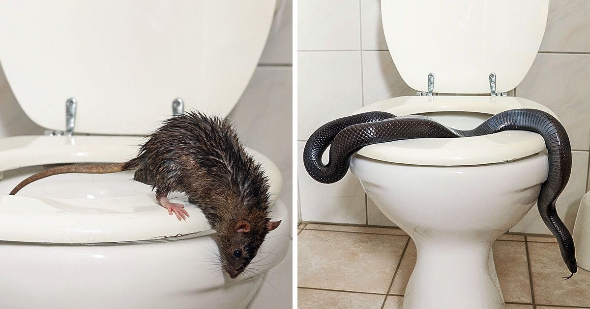 What Types of Animals Can Swim Into Your Toilet, and How to Stop It From Happening What Types of Animals Can Swim Into Your Toilet, and How to Stop It From Happening
