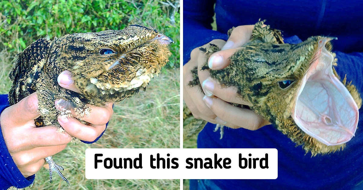 15 Times the Universe Got Bored and Decided to Put on a Real Show